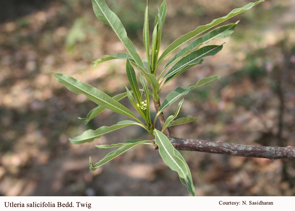 Utleria salicifolia Bedd. Twig